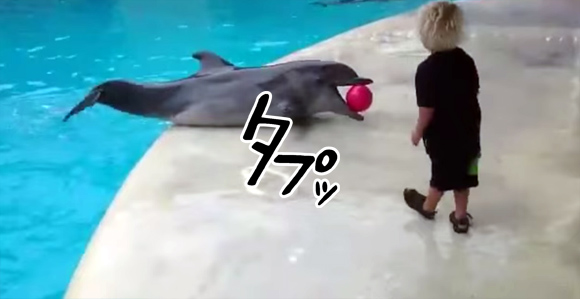 これがイルカの包容力。男の子のボール遊びにとことん付き合うほのぼの映像