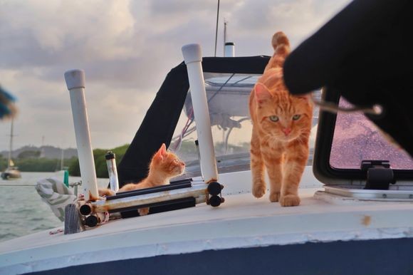 行き場のなかった野良猫がヨットの船長となった。そしてもう1匹、同じ境遇だった子猫が船員に加わる。