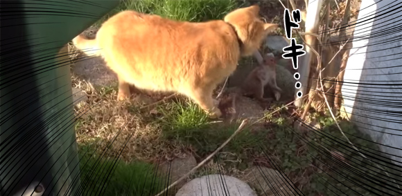 「な、何目的？」猫とリスの奇妙な三角関係