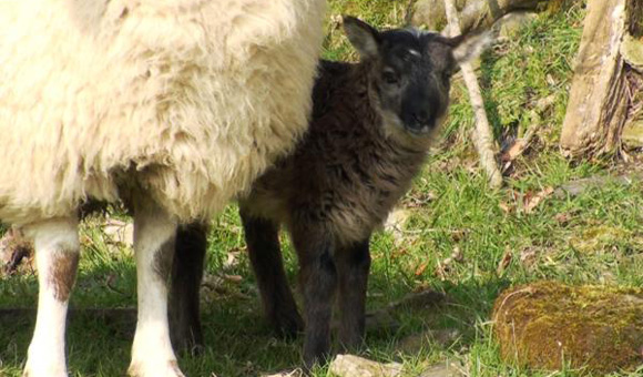 愛し合う羊とヤギ。異種愛の末自然交配で生まれた、ヤギとヒツジのハイブリッド種「ギープ」