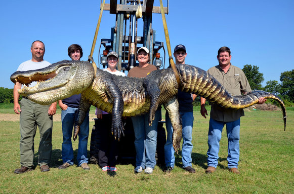 米ミシシッピ州で体重330キロ、体長4メートルのワニが捕獲される（同州最大）