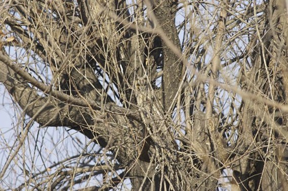 camouflaged_owls_19_e