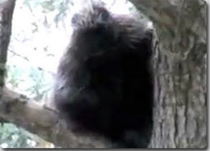 ビックフット？サスカッチ？アメリカのメーン州の木の上で発見された謎生物