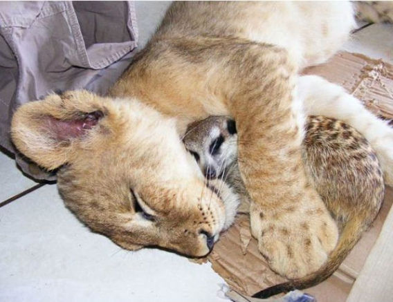 best_buddies_lion_640_02