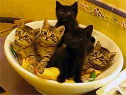 猫丼大盛り、イキのいいやつを同期で。