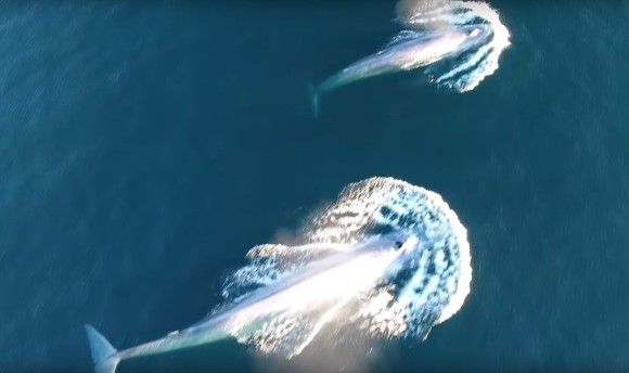 世界最大の動物、シロナガスクジラが小さな小さなオキアミをドカブッっと豪快に食べる映像