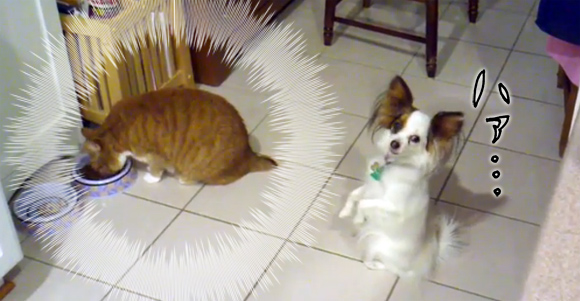 「食べたい。でも食べられない・・・」猫に餌を奪われてしまった犬たちの反応動画総集編
