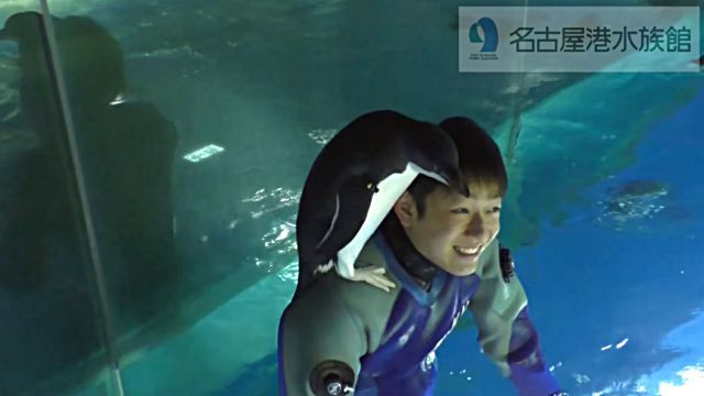 「お兄さん、お兄さん、のっけてね」名古屋港水族館には掃除中に肩に乗ってくるペンギンがいるらしい