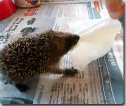 俺の、俺の、俺のティッシュぅうう～