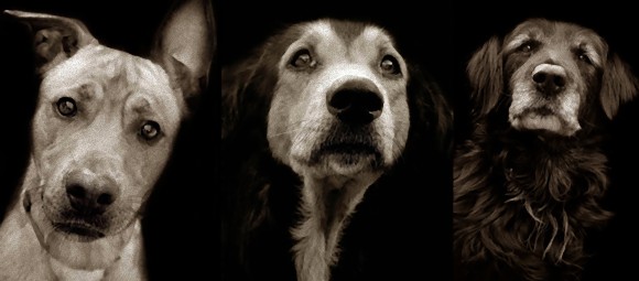 「保護施設の犬」、「野良犬」　人間との家族関係を解除された犬たちをモノクローム撮影で鮮明に記録した写真