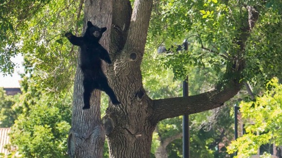 バイバイした？大学構内に入り込み木の上で休んでいたクマが麻酔銃で撃たれて落下する瞬間をとらえた写真