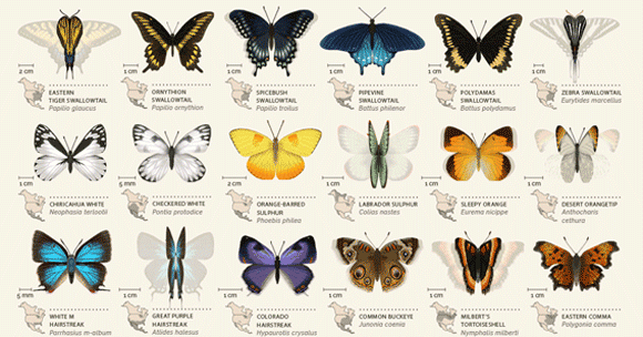 パタパタ動くよ！北米42種の蝶々図鑑