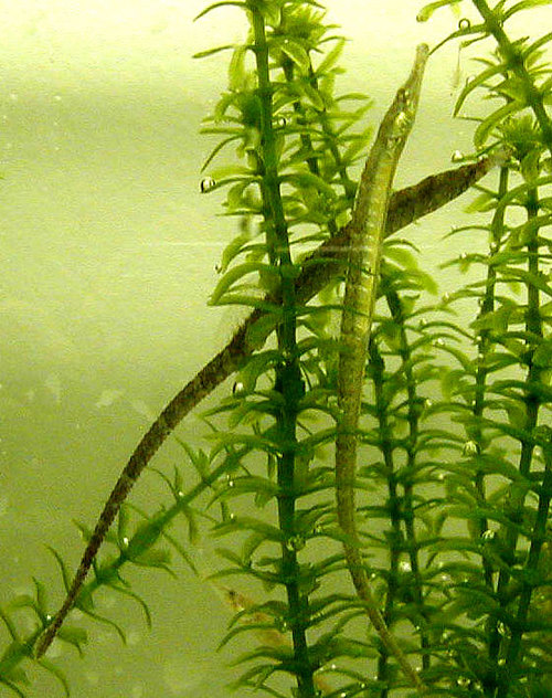 Gulf-pipefish-in-lab