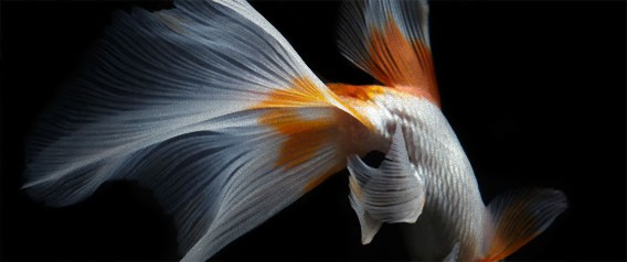 繊細にて優美、金魚のヒレをクローズアップしたシームレスな写真