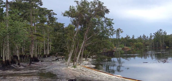 水中に開いた陥没穴によって木々が数秒で飲み込まれていく驚愕の映像（米ルイジアナ州）