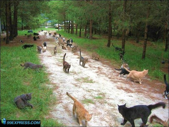 cat-rancho-01