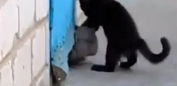 まかせて！犬の脱出の手引きをする猫