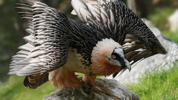 ヒゲワシにサンキュー！動物の死骸を跡形もなく処理、その骨も砕いて食べる「地球の清掃係」 ヒゲワシはリサイクルの達人