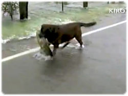 サケが道路を横断中。そして犬がそれを捕獲するという奇妙な光景（米シアトル）