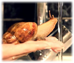 カタツムリのセクシーシャワータイム