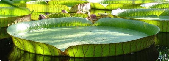 世界最大の葉を持つスイレン、「オオオニバス」が広げた巨大触手のような浮葉