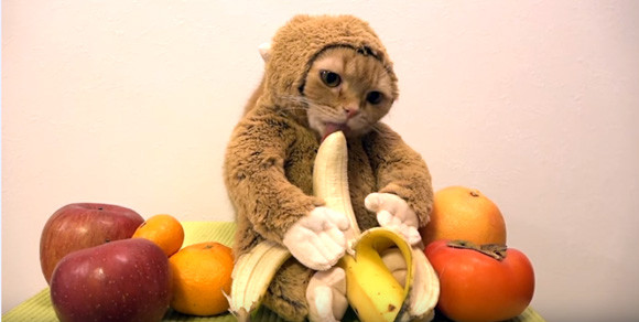 12年待っても出番ないし・・・干支に入れなかった猫、サルに偽装してバナナを食べ始める