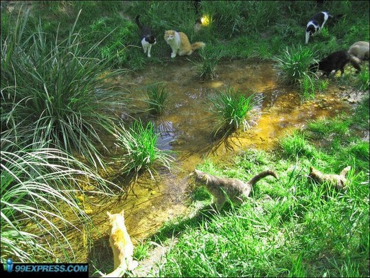 cat-rancho-34