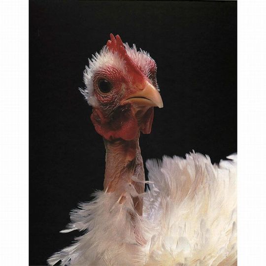 Unusual-hen-13