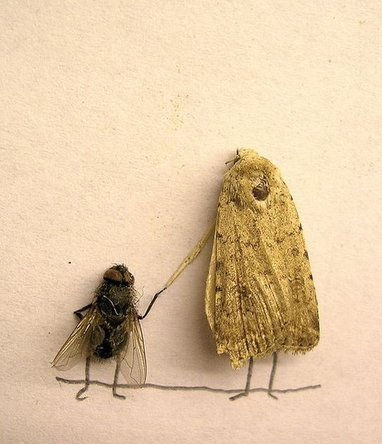 dead_flies_13