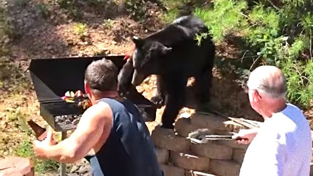 「いい匂いにつられて来ちゃいました」BBQに混ざりたいクマーこのあとすぐ！