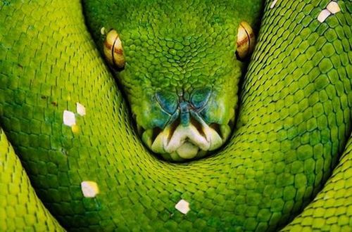 national_geographic_moments_42