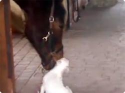 じゃれつく子犬を大きな愛で包み込む偉大なる馬の包容力