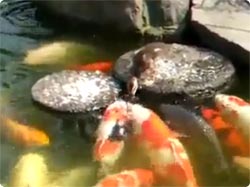 koi