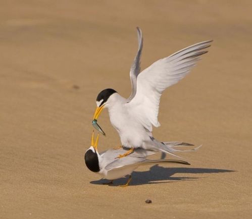 birds_eat_everything_14