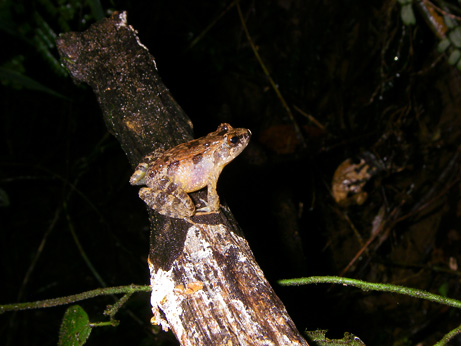 090505-04-new-amphibians-frog_big