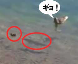 かも