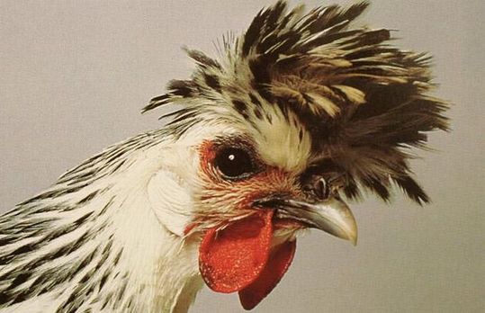 Unusual-hen-11