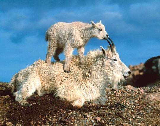 crazy_goats_07