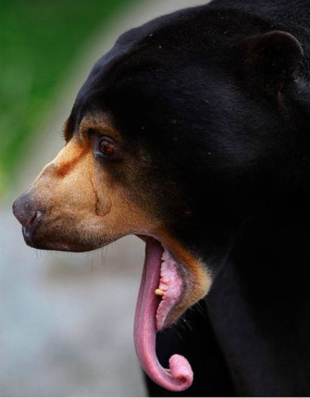 these_funny_animals_451_640_33