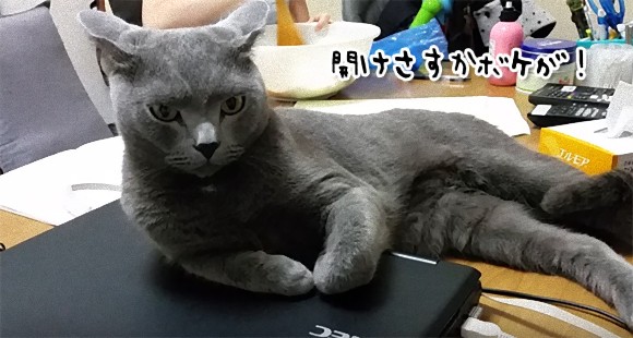 ノートパソコンを使おうとすると完全制御する猫のいる風景