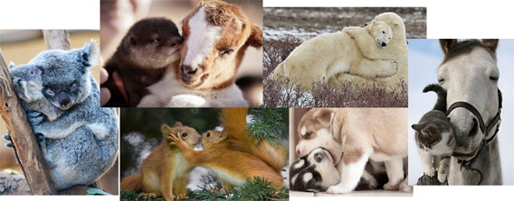 本能だけで寄り添い抱きしめ合う、動物たちのぽっかぽか画像特集
