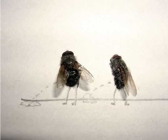 dead_flies_02