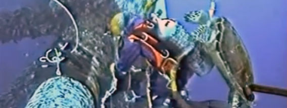 人懐こいウミガメ、ダイバーの背後から「だーれだ！」