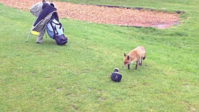 foxngolf3