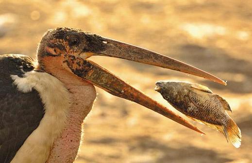 Marabou-Stork-fish_1402377i
