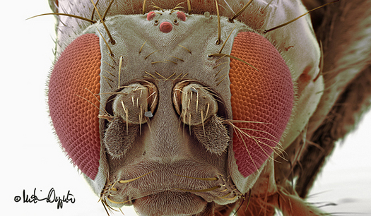 drosophila-melanogaster-54993sig