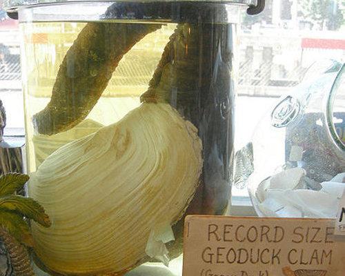 geoduck1
