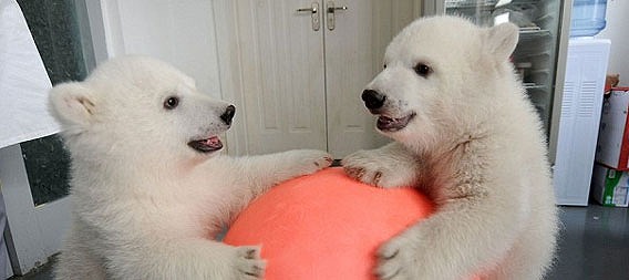 うるるんきゃわわ、未熟児だった双子のホッキョクグマ、生後100日でこんなにすくすく