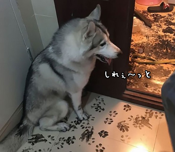 ハスキー、やっぱまたお前だよな。ハスキー犬に3時間留守番させた結果、家が大変なことになっていた