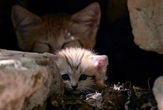 sand_cat_kitten_03